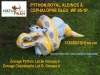 PYTHON ROYAL ALBINOS & CEPHALOPHE BLEU WF 95-1P